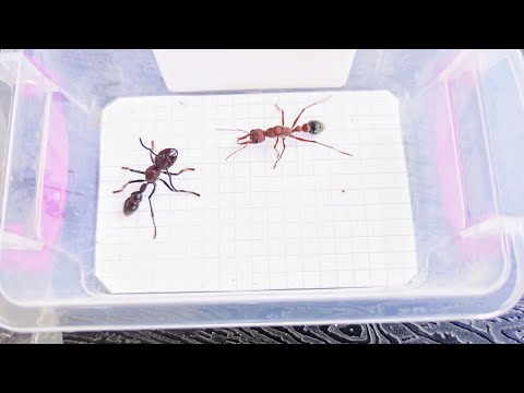 Myrmecia brevinoda (Australia) vs Paraponera clavata (Ecuador) 19.05.2024