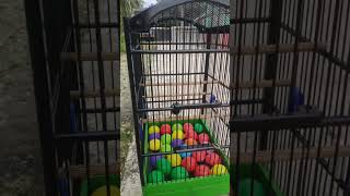 Download lagu gelatik batu gacor isian murni kapas tembak mp3