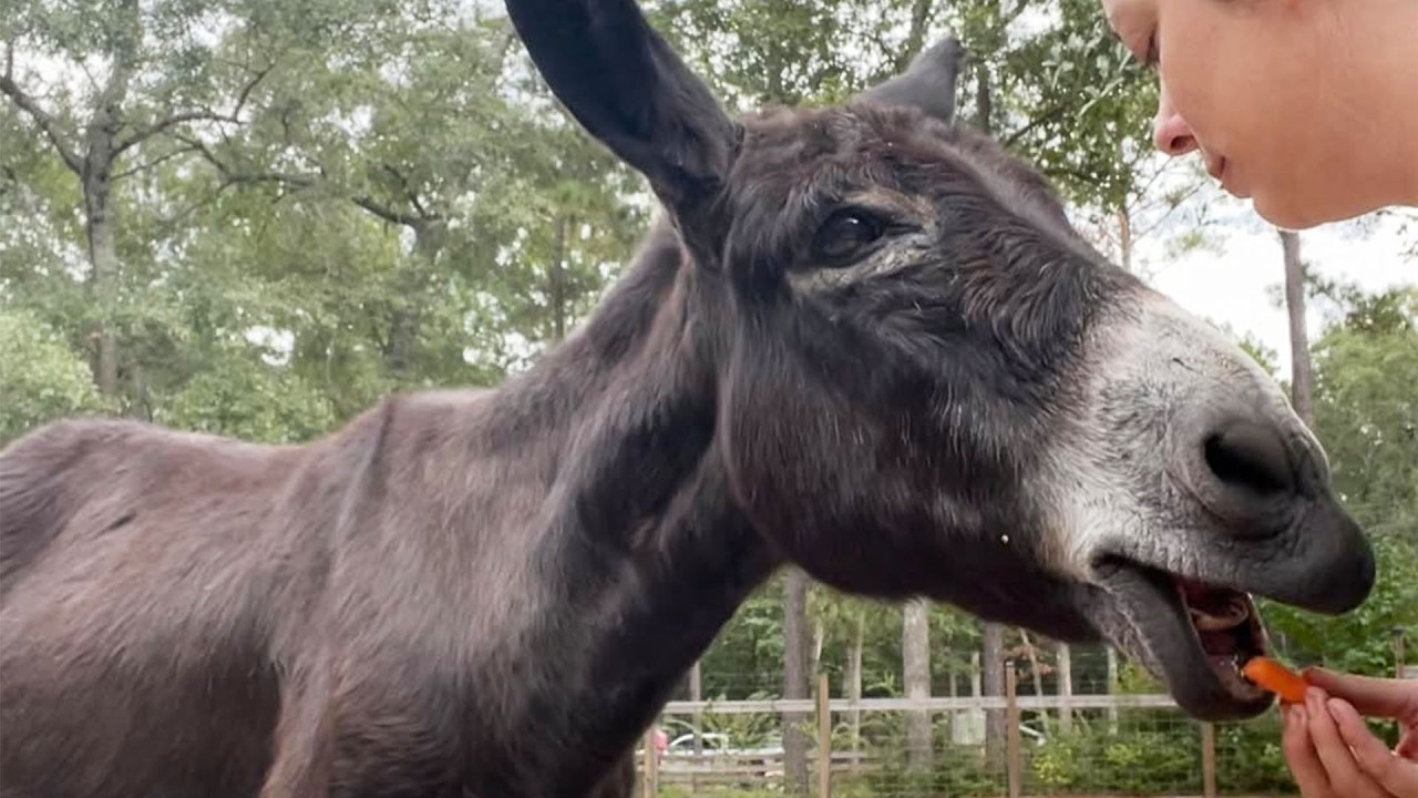 Woman Rescues Nervous Donkey and Gets The Surprise of Her Life