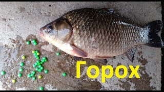 Ловля карп на консервированный горох