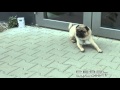 Vidéo
