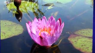 Dyango   Hoy he empezado a quererte otra vez.