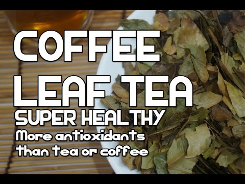 download lagu mp3 mp4 How To Make Coffee Leaf Tea, download mp3 How To Make Coffee Leaf Tea free downloadn, video klip How To Make Coffee Leaf Tea