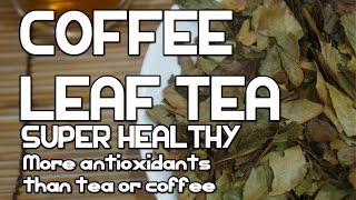 Coffee Leaf Tea - Amazing - Antioxidants Diabetes Weight Loss