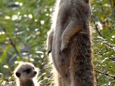 Zoo Rostock und Darwineum
