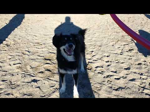 Snyders Flats: Idgie & Pals 🐾🐕🇨🇦(1)