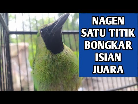 Cara membuat cucak ijo main nagen satu titik bongkar isian di gantangan