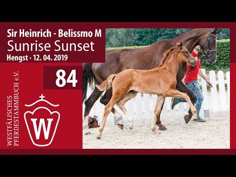 84 Sunrise Sunset Hengst v. Sir Heinrich - Belissimo M