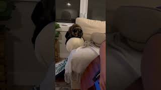 Download lagu Cleo rocks out with her mom 🎶🐾🤘 #pumpedupkicks #cat #catvideos #cute #serenade mp3