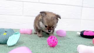 ハーフ犬の動画01