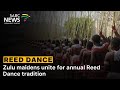 Zulu Maidens Unite For Annual Reed Dance Tradition
