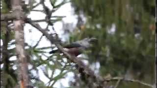 Northern Nutcracker