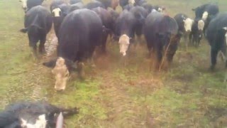 The cow funeral.. So sad