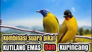 Download lagu SUARA PIKAT BURUNG RIBUT KUTILANG EMAS . KOMBINASI CUCAK KURINCANG mp3 Download lagu SUARA PIKAT BURUNG RIBUT KUTILANG EMAS . KOMBINASI CUCAK KURINCANG mp3