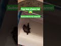 Baby Bat Scary And Super Active Shortsvideo Reels Animal