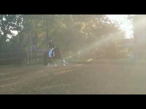 4 jährige Stute von Bon Coeur