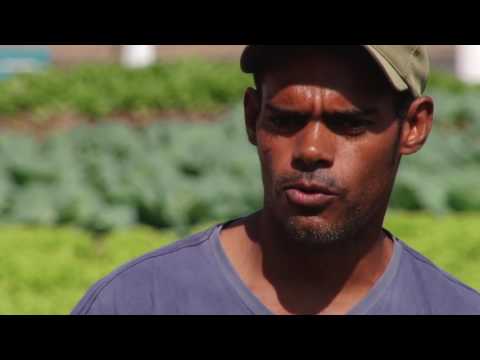Horta comunitária emprega moradores de rua
