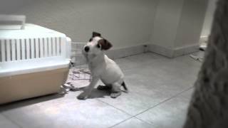 Can Dogs Love? A True Story - will make you cry