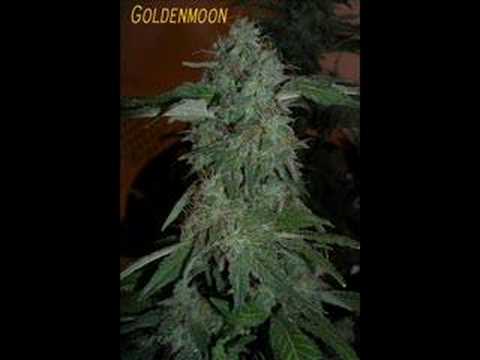 download lagu mp3 mp4 Sensimilla Weed, download lagu Sensimilla Weed gratis, unduh video klip Sensimilla Weed