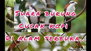 Download lagu suara burung cucak kopi di alam ✓✓✓ mp3