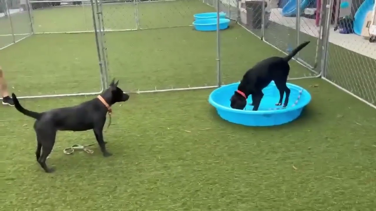 Enlarge Sally, a Adoptable mixed breed in Hartsville, SC video 5/6