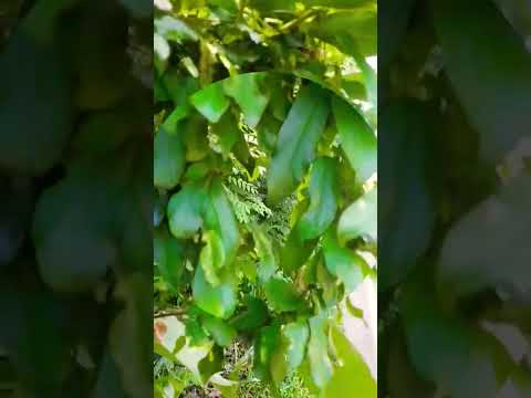 සස්සඳ,Indian Birthwort(Aritolochia Indica L)Medicinal Plants of Srilanka🌿🌿🌿#nature #trending #short