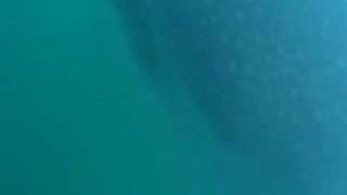 preview picture of video 'My Whaleshark Encounter at Donsol, Sorsogon'