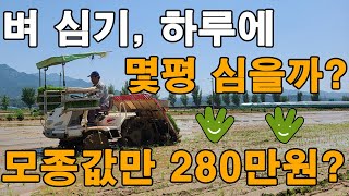 벼 심는방법, 모종값 1판에 얼마일까? 이앙기 모심기 모내기