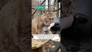 This family rescued a tangled baby bobcat and gave him a new life