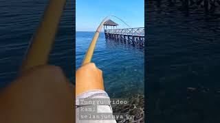 Download lagu Mancing pake Tegek, dapat ikan predator mp3 Download lagu Mancing pake Tegek, dapat ikan predator mp3