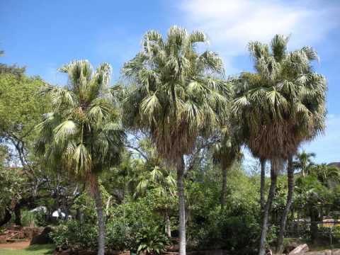 Los Andaluces De Potosi Seleccion de Taquiraris Bolivianos