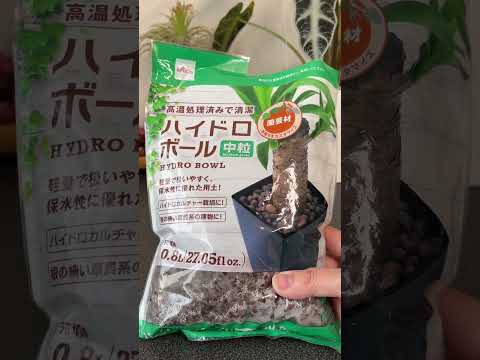 園芸 屋内汚染除去プラント