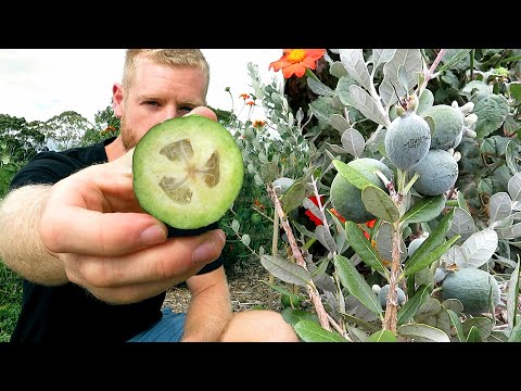 , title : 'Feijoa Growing Tips and 1 Year Update - (Pineapple Guava)