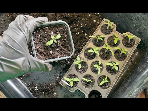 Odla tomater del 2 : plantera om tomatplantorna