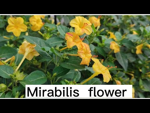 Mirabilis Jalapa ( 4 O, Clock)  लङ्कासन फूल