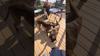 Video preview image #1 Boxer-Unknown Mix Puppy For Sale in Burnsville, MN, USA