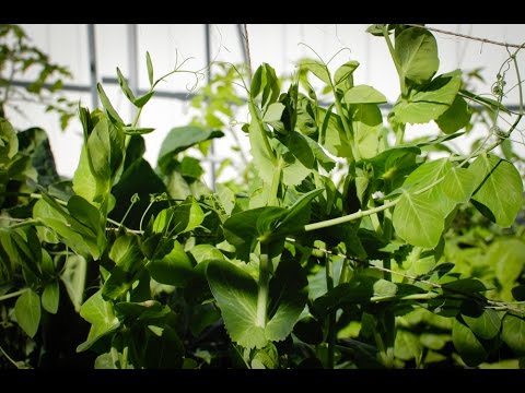 How to grow snow pea shoots