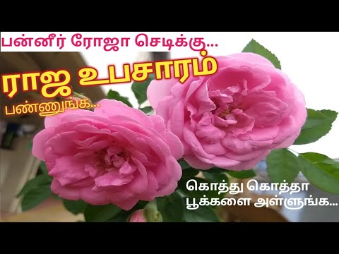 PanneerRose Plant care in tamil || பன்னீர் ரோஜா செடி வளர்ப்பு,கொத்து கொத்தாய் பூக்கள் பூக்க ....