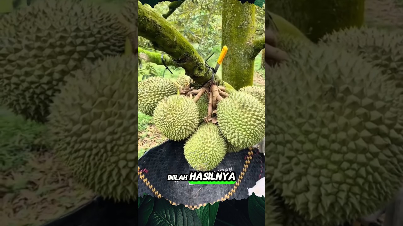 Satu Dahan Durian Hasil nya Melimpah #shorts #buah #durian #panen