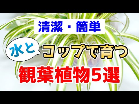 水耕栽培植物はこの11種類がおすすめ 庭の練習