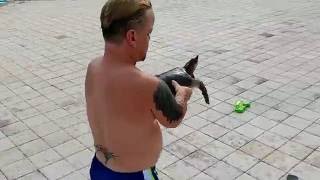 Midget rescues a Turtle