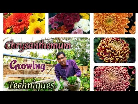 Growing Chrysanthemum Plant