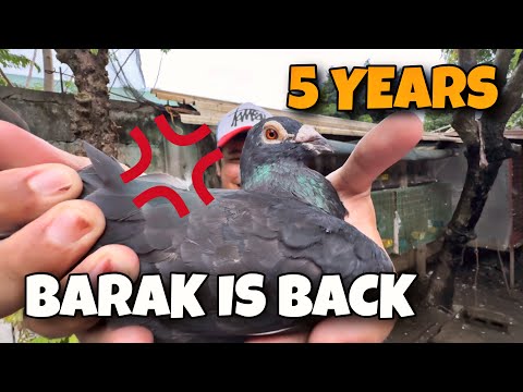 GRABE PINAGBAGO NG KALAPATING TO