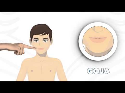 Pjesët e trupit për fëmijë SHQIP