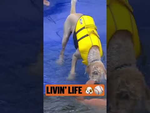 the dog days of august