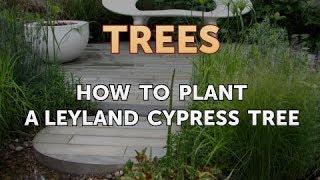 How to Plant a Leyland Cypress Tree