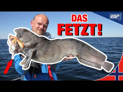 Köder pimpen mit Fischfetzen | Angeln in Norwegen auf Steinbeißer, Leng, Dorsch & Heilbutt