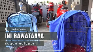 Download lagu Rawatan harian burung Sogon😀👍[AGAR CEPET GACOR]. mp3