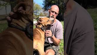 Video preview image #1 American Pit Bull Terrier Puppy For Sale in Thomasville, NC, USA