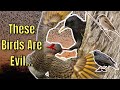 The Most Destructive Birds in North America